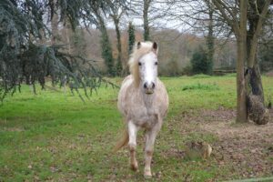 Gezond paard in de wei, hersteld van de Ziekte van Lyme dankzij natuurgeneeskundige begeleiding