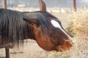 Paard dat hooi eet als essentieel onderdeel van een gezond en natuurlijk rantsoen