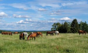 Kudde paarden in de wei, illustratie van holistisch herstel bij Lyme: aandacht voor lichaam, geest en ziel