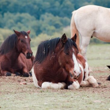 Lyme bij paarden: een holistische blik op balans en welzijn