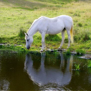 De uitscheidingsorganen van het paard