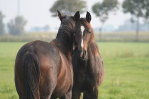 Paard in rustige omgeving, symbool voor balans, contact met jezelf, je kern en je omgeving