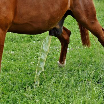 Bonen bij de ruin — wat zijn het, hoe ontstaan ze en wat kun je eraan doen?