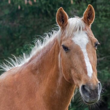 Hoe holistische observatie en regulier onderzoek samen het welzijn van een paard ondersteunen.